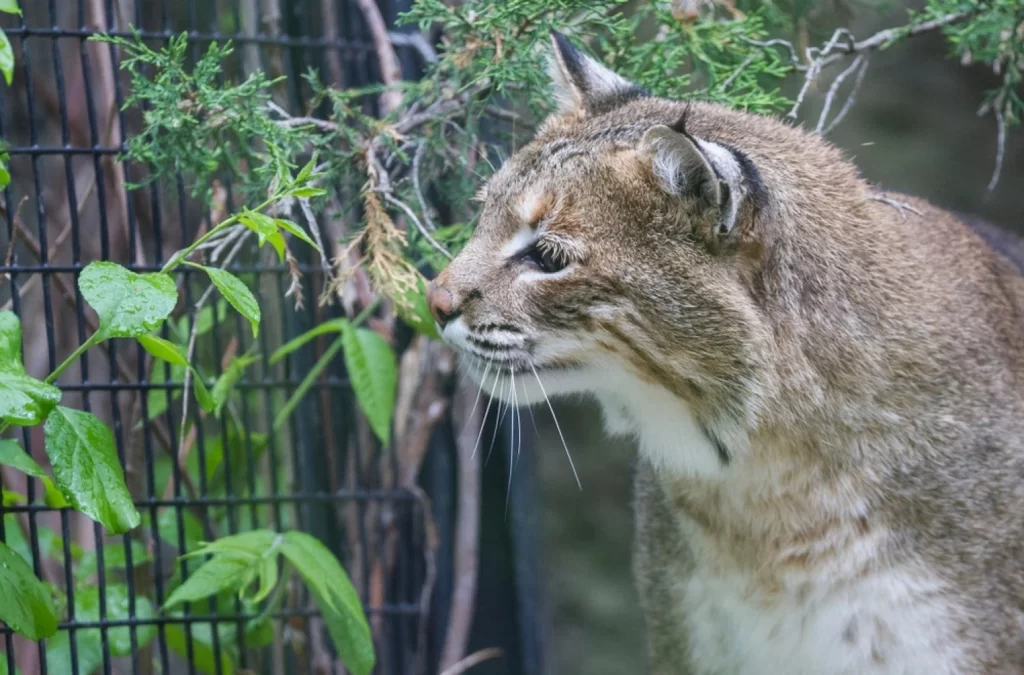 Tansa Wildlife Sanctuary