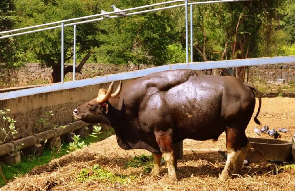 Chennai Attractions for a Fascinating City Vacation in 2023 8 Arignar Anna Zoological Park