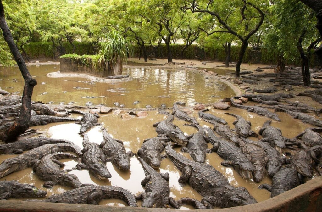 Crocodile at Crocodile Bank Trust Chennai, India.