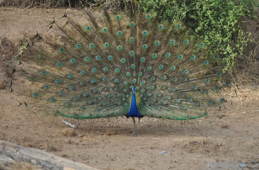 National Bird of India, Indian Peacock Dancing