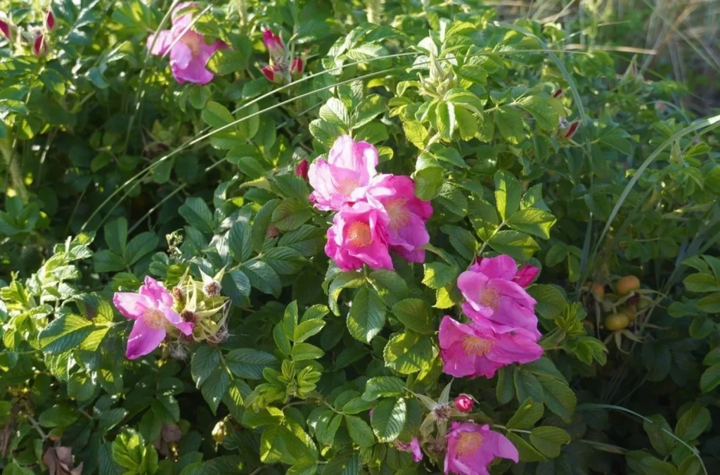 Japanese Rose Garden